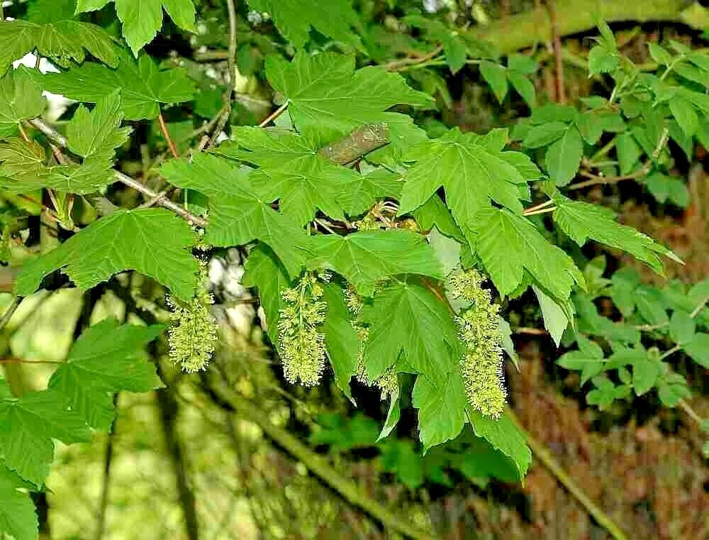 15 SYCAMORE MAPLE SEEDS – Acer pseudoplatanus
