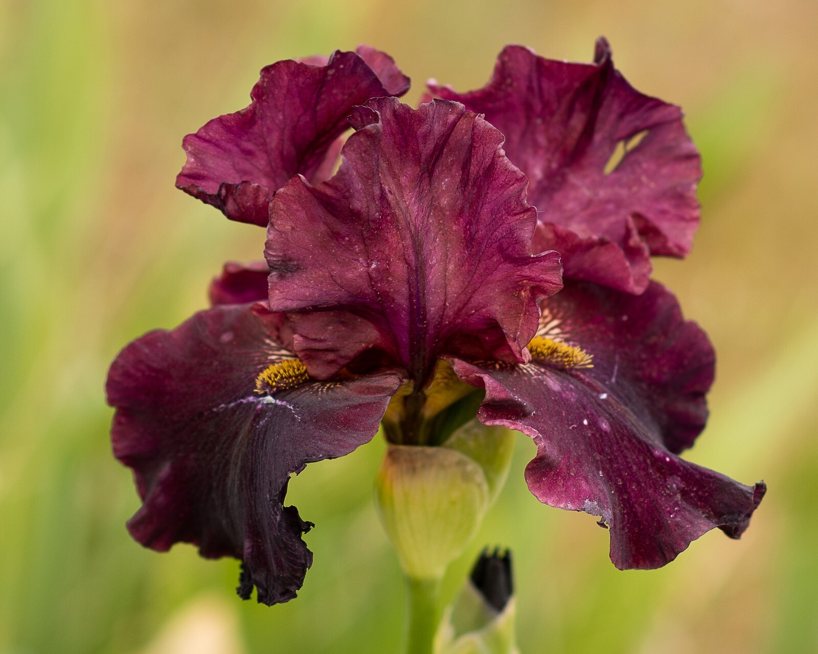 **Sweet Cherry Wine** Tall Bearded Iris. Freshly Dug, Combined Ship: Jul – Sep