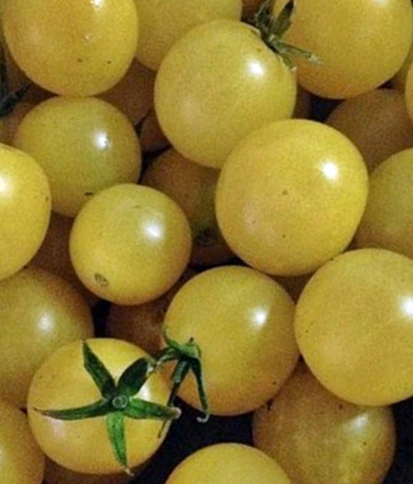 White Cherry, Tomato