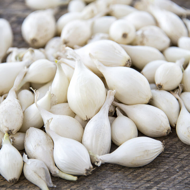 Snowball White Onion Sets (Bulbs) | Day Neutral Onions Seeds 2024 Fast Shipping