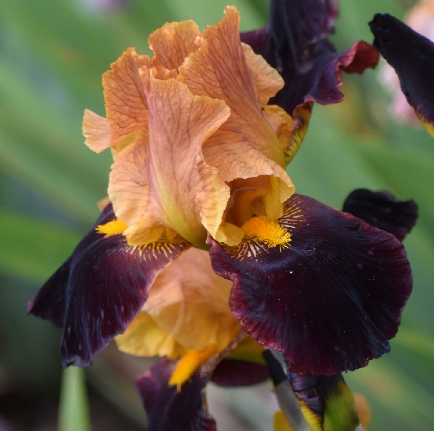 ‘Gentle Dragon’ ‘TB Bearded Iris Rhizome PRE-SALE to Ship Aug/Sept