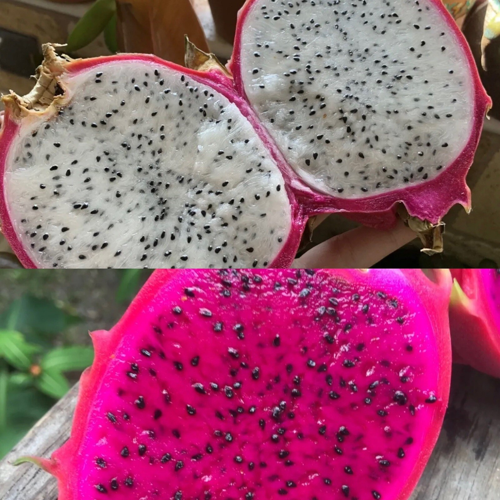 100 White 100 Red Dragon Fruit Seeds Pitaya Pitahaya Hylocereus Undatus Cactus