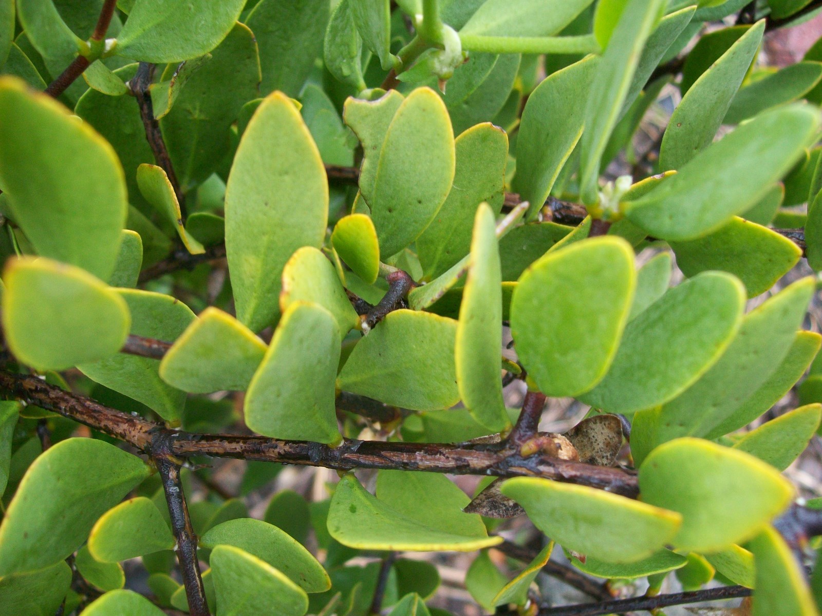 Jojoba, Simmondsia chinensis, Seeds (Edible, Long Lived Desert Shrub, Hedge)