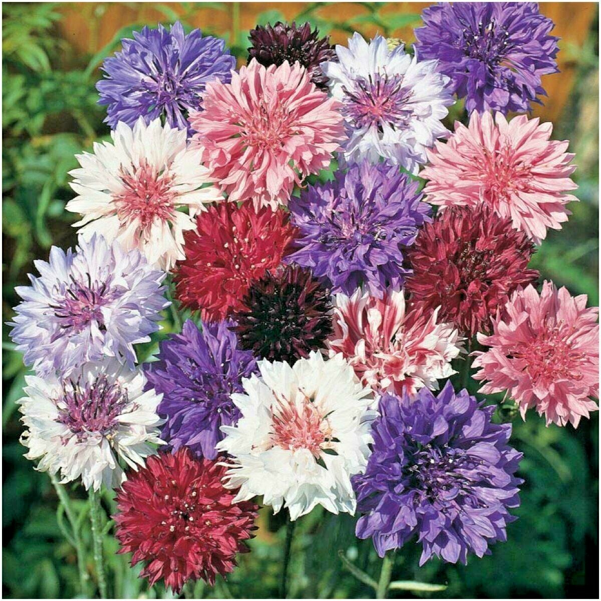 500+Dwarf BACHELOR BUTTON Polka Dot Mix Flower Seeds Cut Dried Flowers Container
