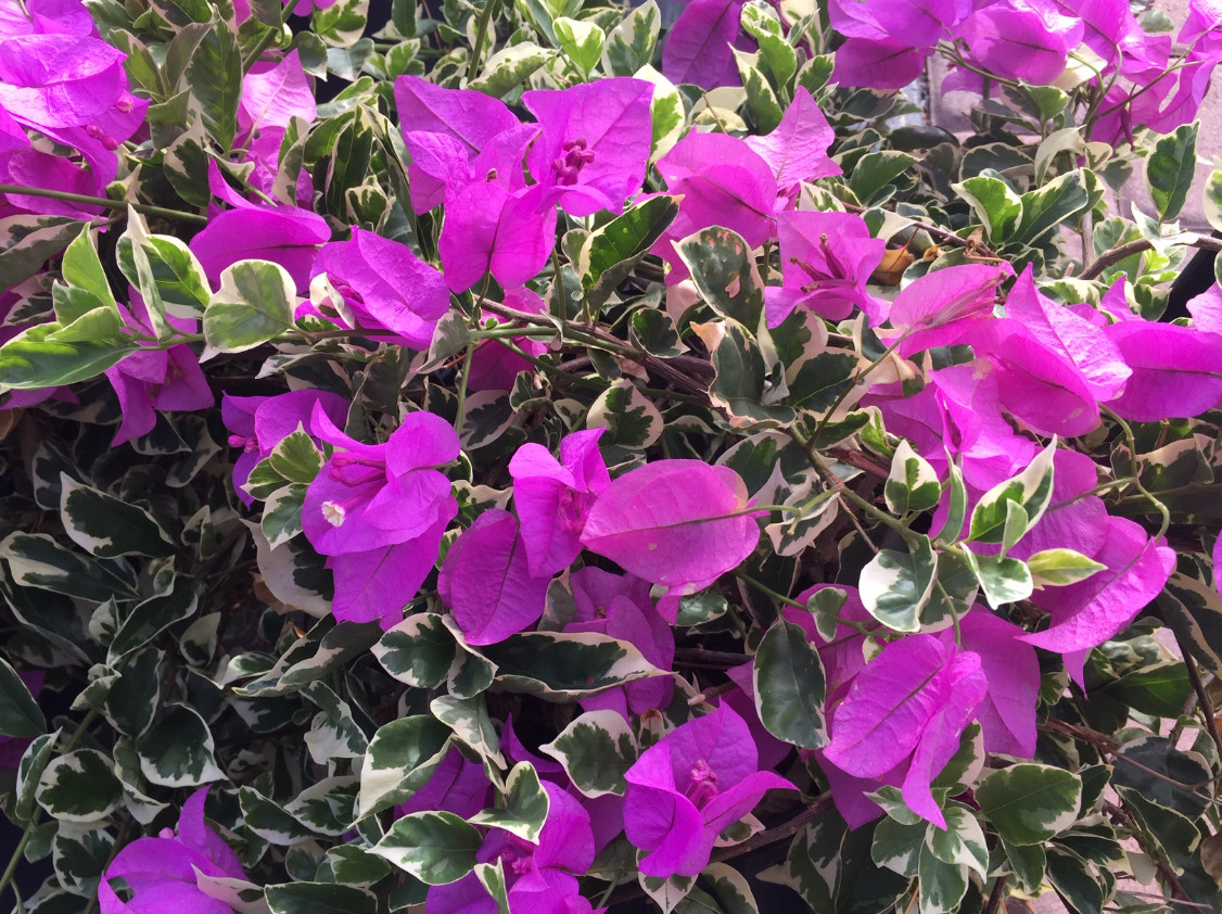 Set 2 Blueberry Ice Bougainvillea Starter Plants – 4-10″ Tall – Hardy Bougainvil