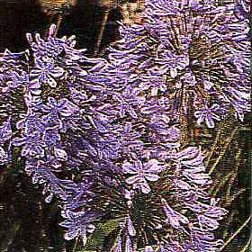 Agapanthus africanus Queen Anne 250 seeds