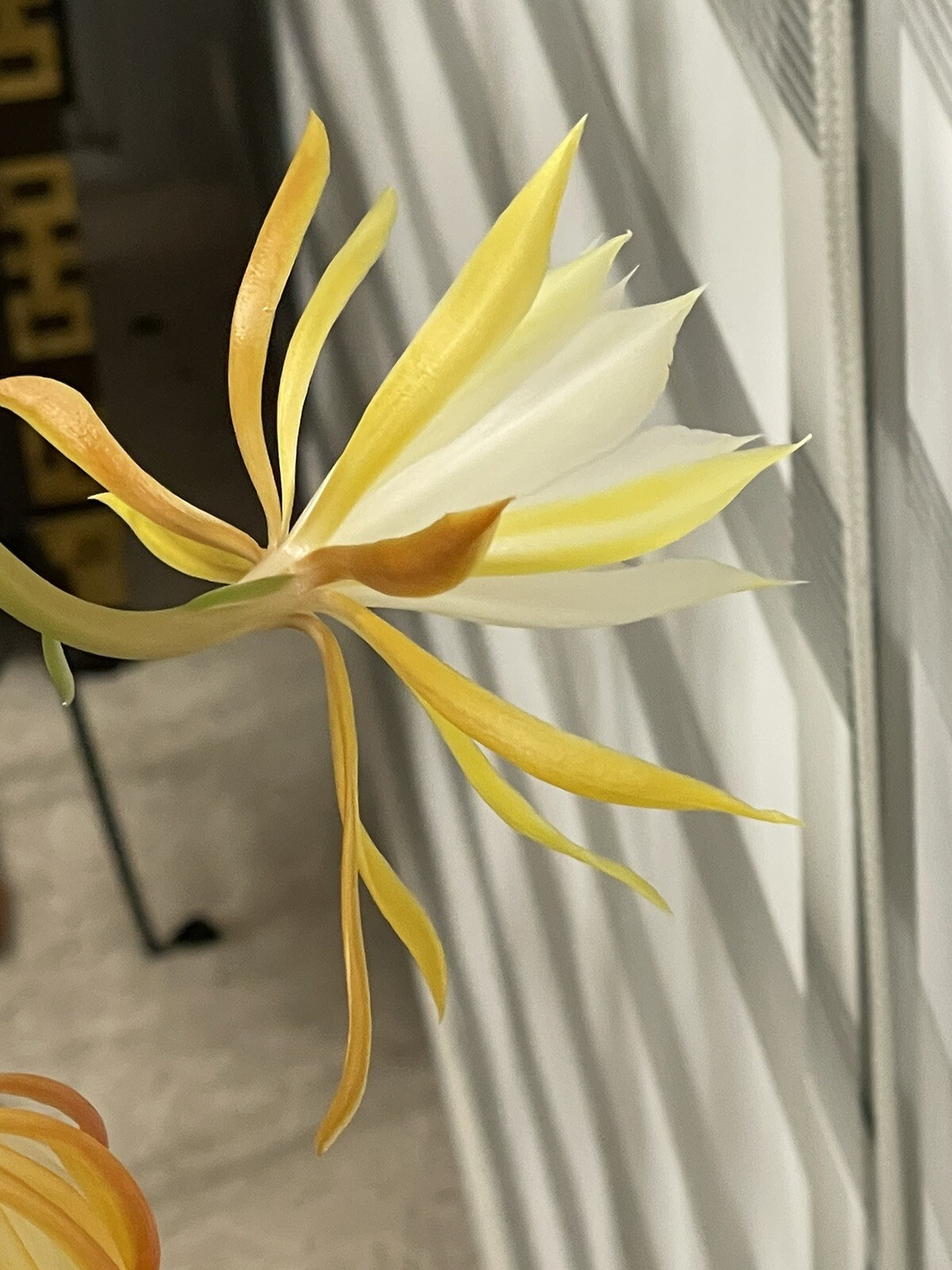 🌿Symbolic Endurance & Protection Rick Rack FISHBONE Plant Blooms YELLOW