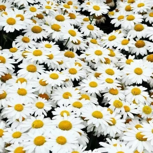 1000+ SHASTA DAISY SEEDS – HEIRLOOM ———————- CUT FLOWERS
