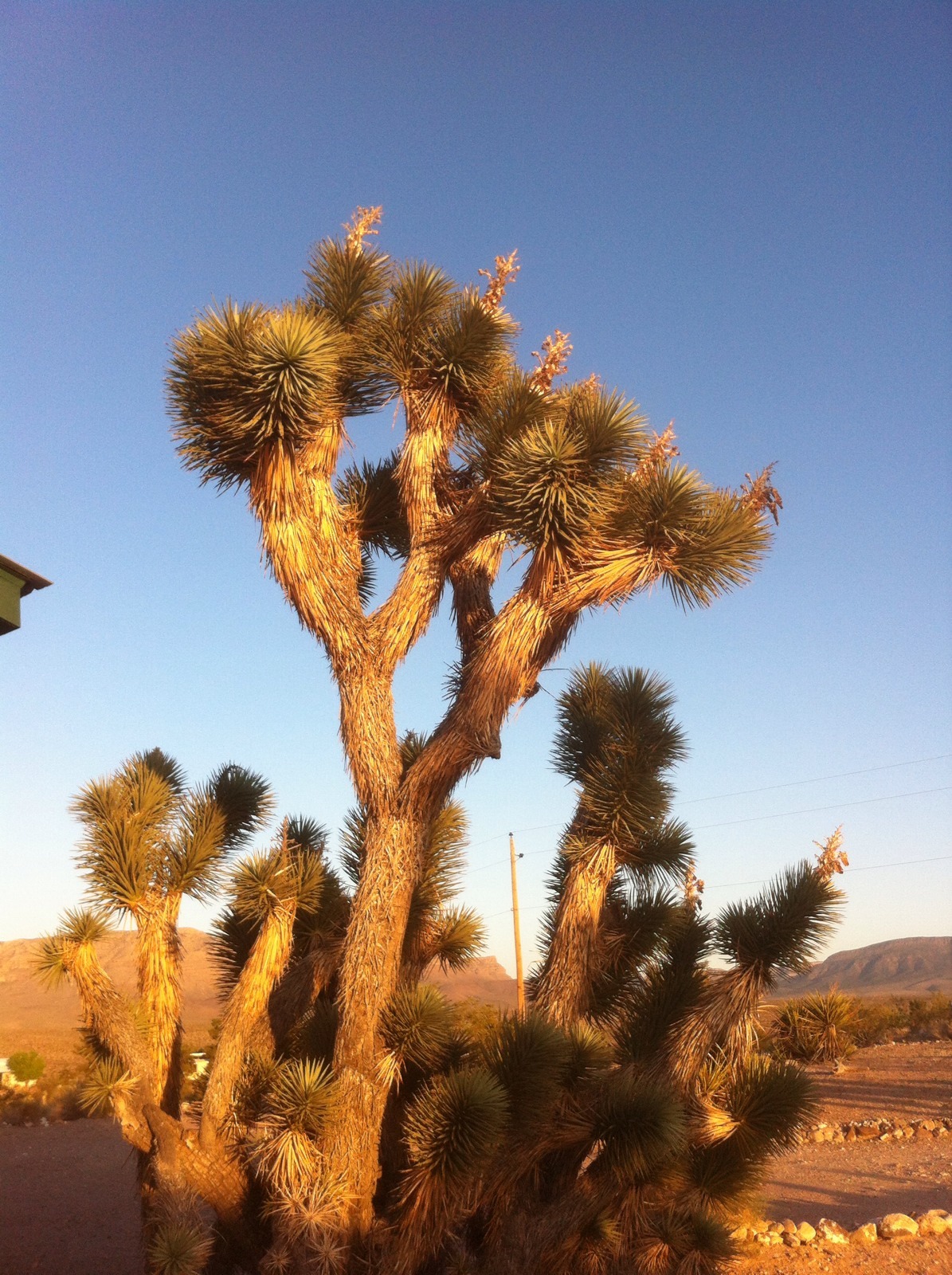 Joshua Tree Seeds ( Yucca Brevifolia ) – 1 Ounce ( approx. 350 seeds )