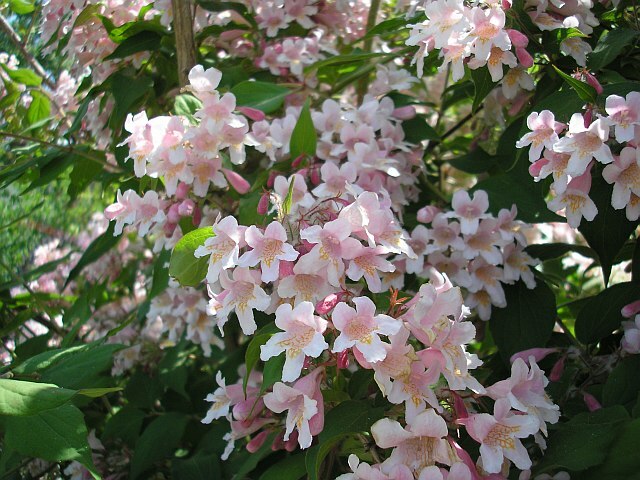 Kolkwitzia Amabilis 15 Seeds, Cold Hardy Flowering Beauty Bush Shrub