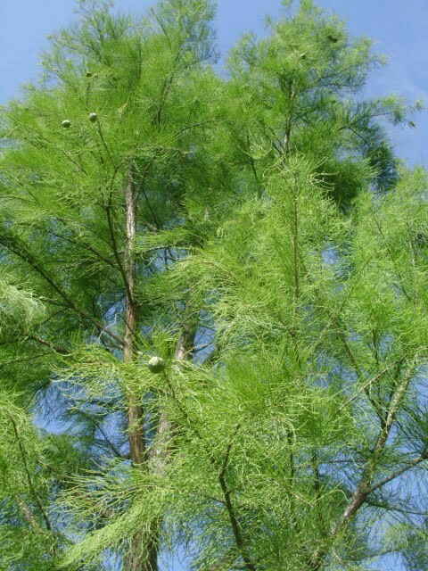 15 MONARCH OF ILLINOIS BALD CYPRESS SEEDS – Taxodium distichum ‘Monarch of Ill