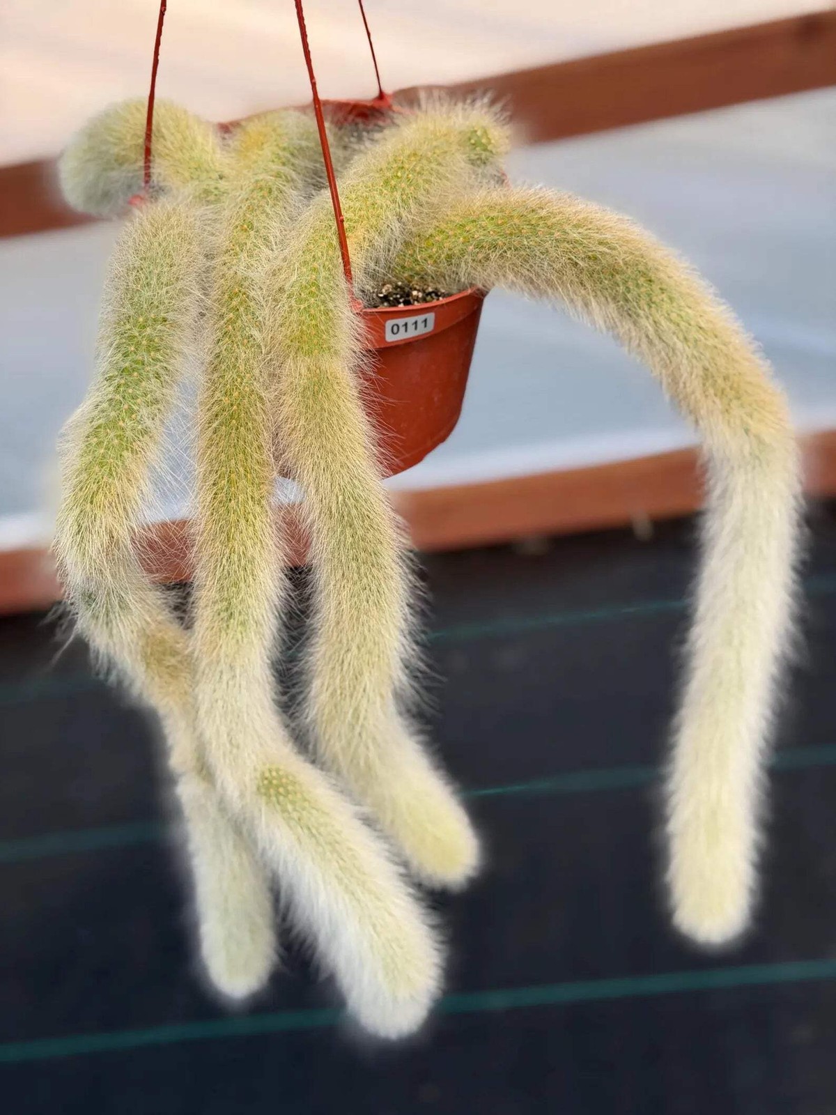 Hairy Monkey Tail Cactus | Rare White‑Hair Clone | Fuzzy Trailing Succulent