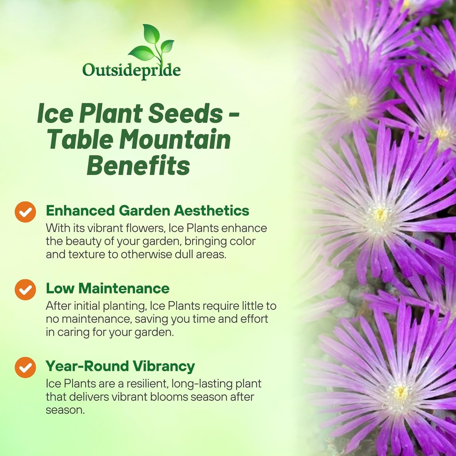 200 Seeds Ice Plant Delosperma Cooperi Table Mountain Drought Tolerant