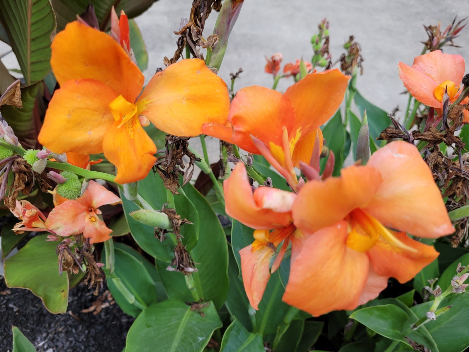 25 Canna Lily Seeds -Orange Shade -Orange Flower -Green Leaves -3 ft Free Ship