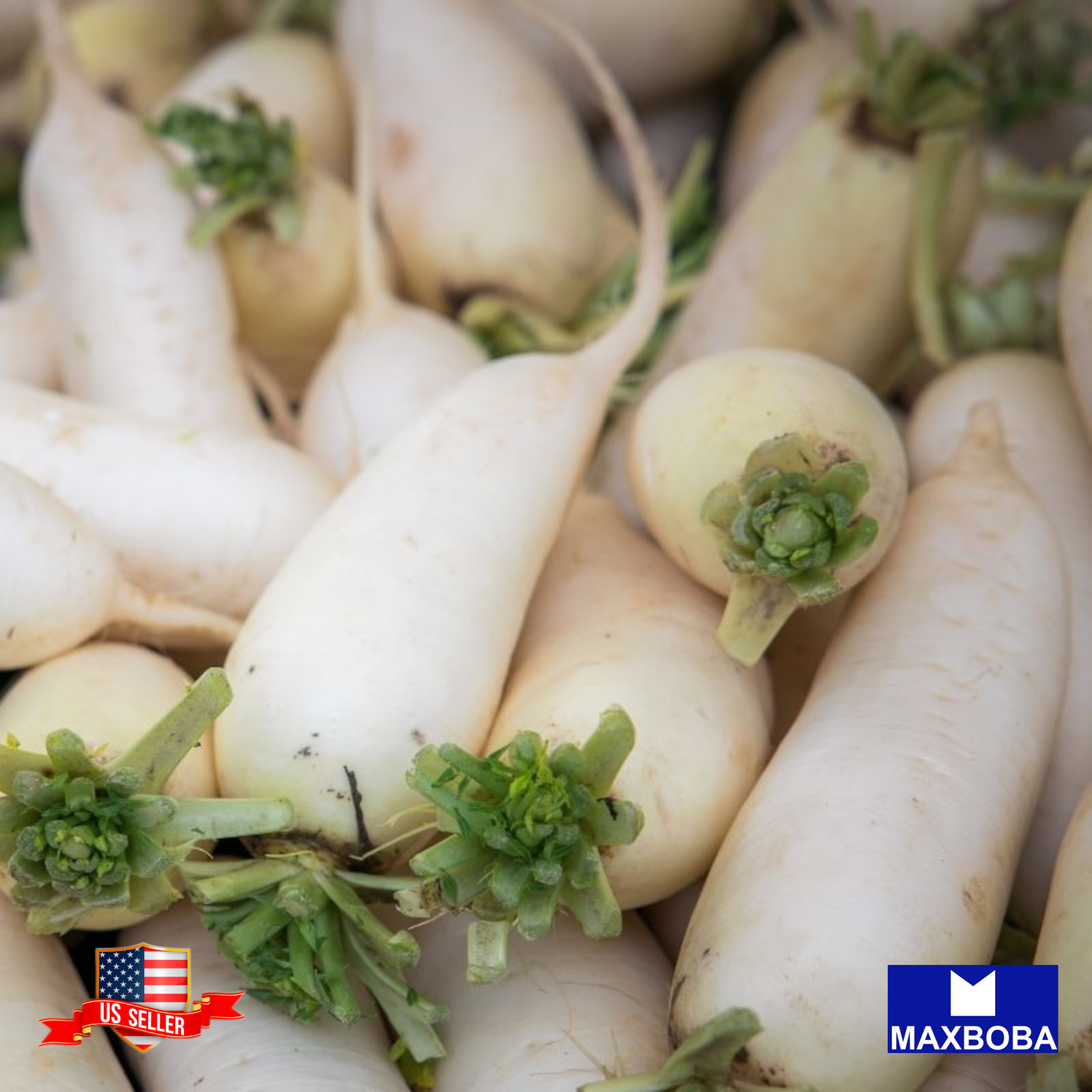 Radish Seeds Cover Crop Daikon Minowase (Organic) Non-GMO