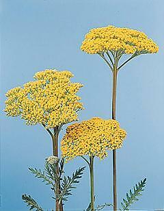 Achillea filipendulina Parkers (Cloth of Gold) 5,000 seeds