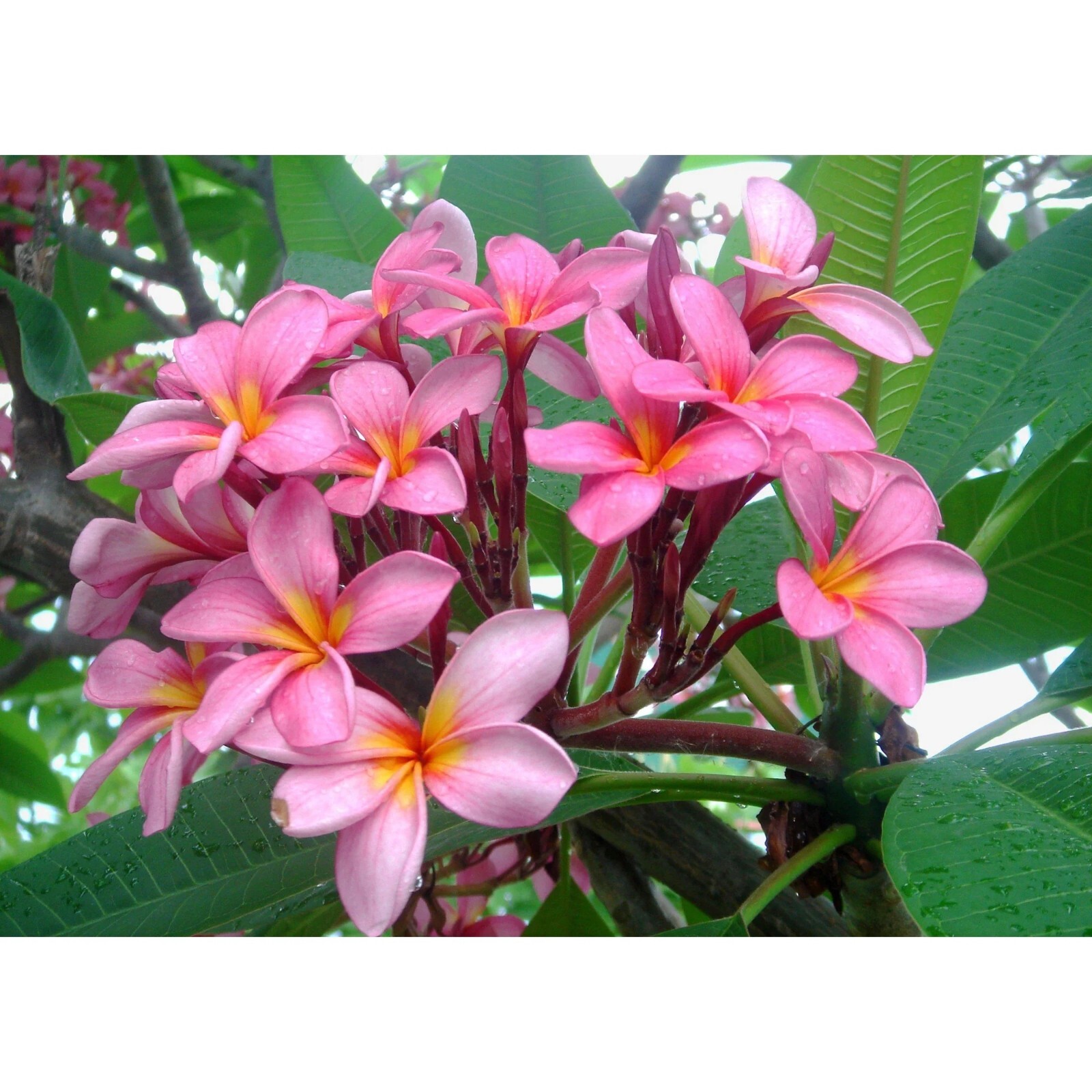5 Light Pink Orang Plumeria Seeds Perennial Flowers Flower Frangipani US SELLER