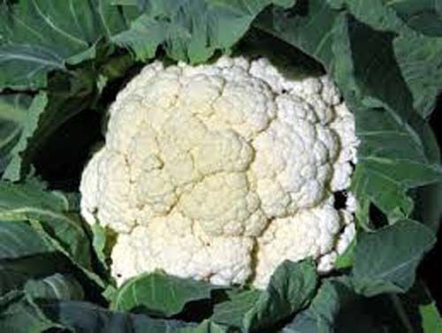 Cauliflower Snowball 1,200 Seeds Heirloom Vegetable