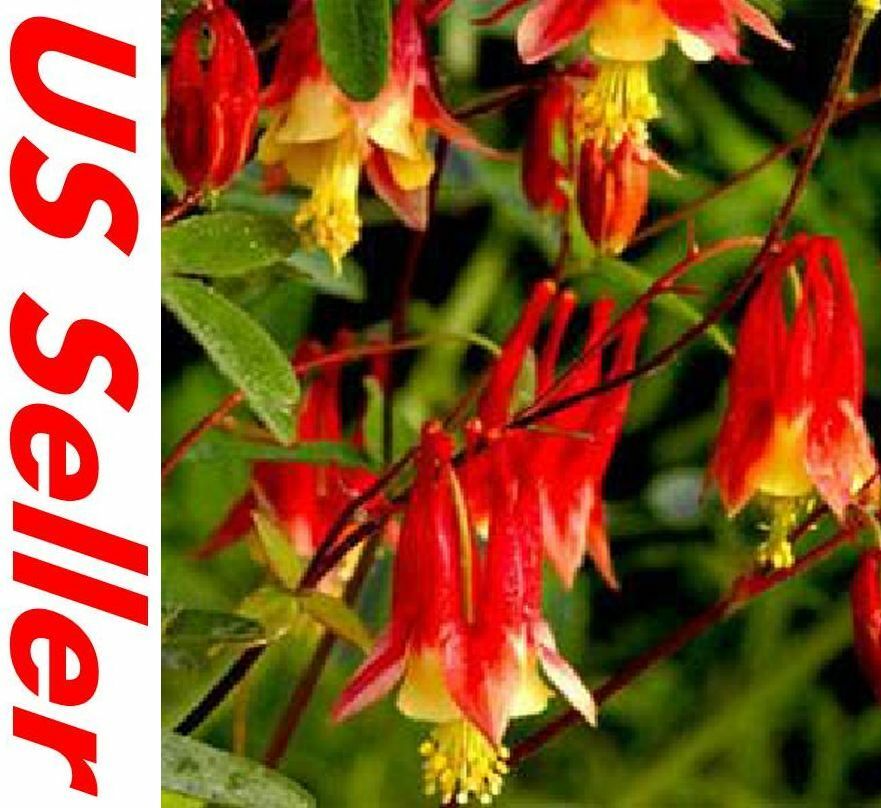 100 Seeds Columbine Seeds G40.7, Eastern Red Seeds