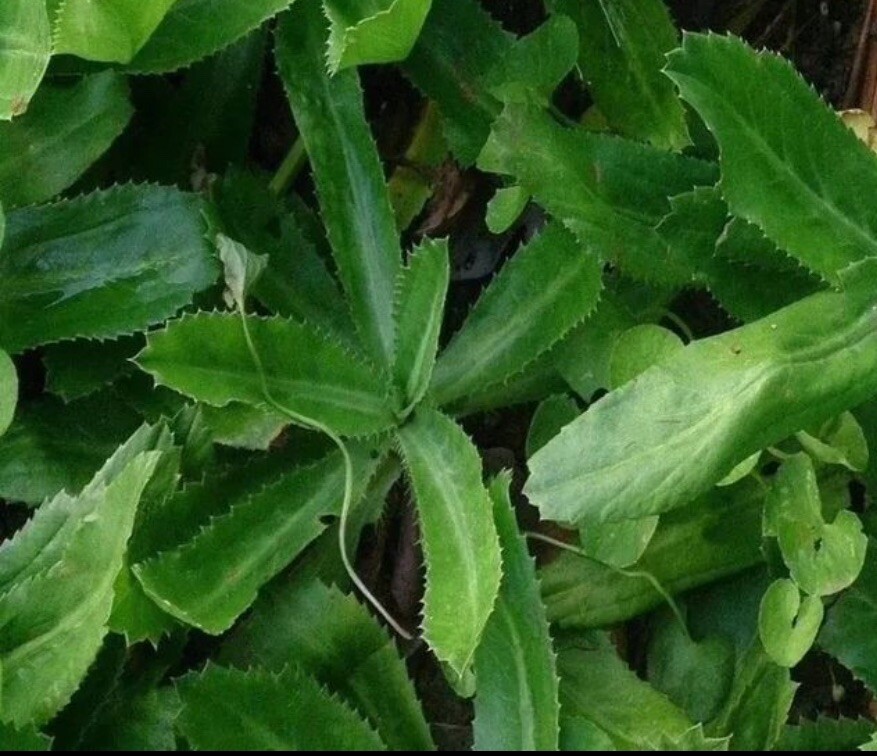 200+ SEEDS Culantro, Mexican coriander, Vietnamese Ngo gai (Eryngium foetidum)