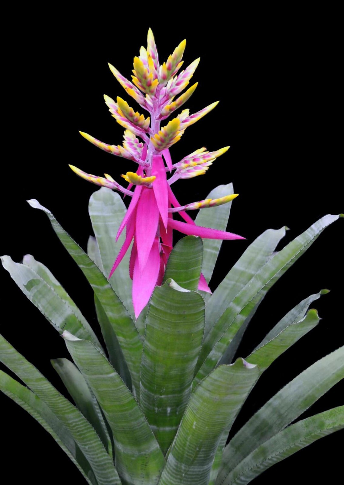 Aechmea Fantasia 8″ pot – live plant
