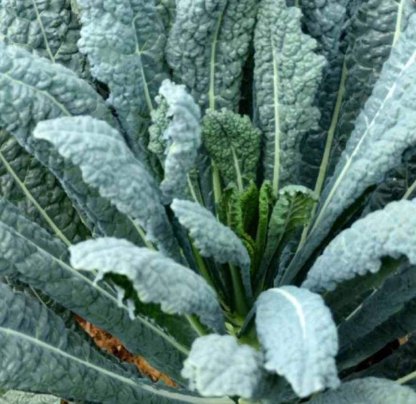 4000 Lacinato Kale Seeds, Italian Dinosaur Kale, NON-GMO, LONG – (4,000 Seeds)
