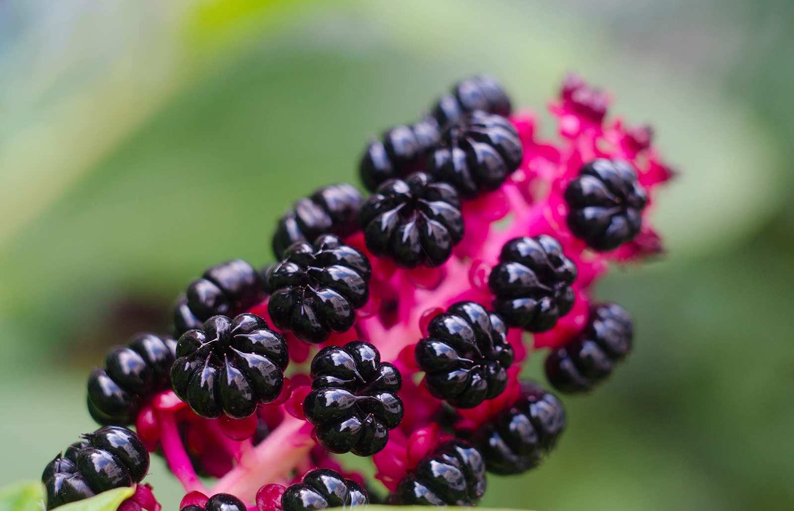 Poke Berries Seeds (Phytolacca Americana) 75 Seeds (1 Grams)