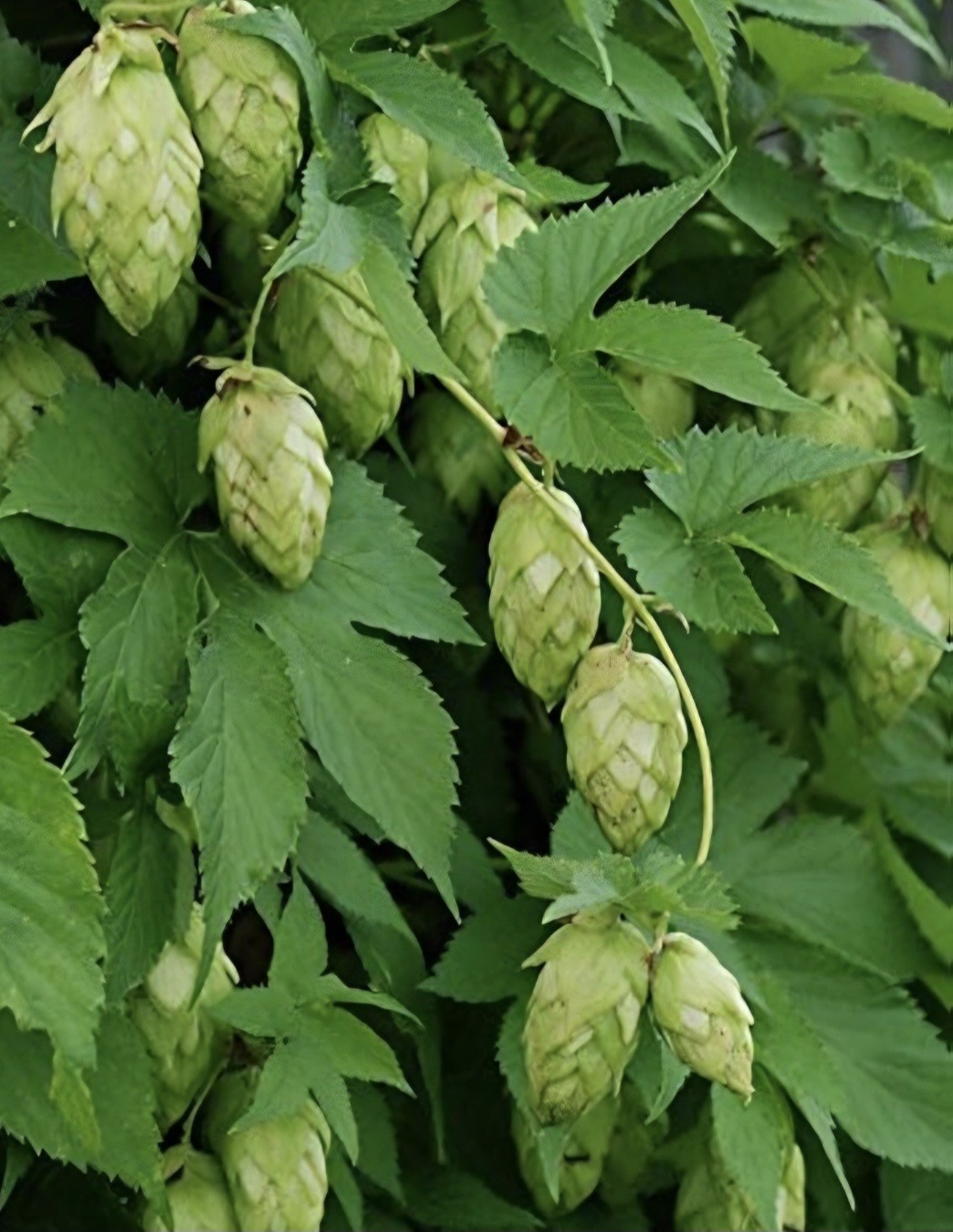 Hops SEEDS, (humulus lupulus)
