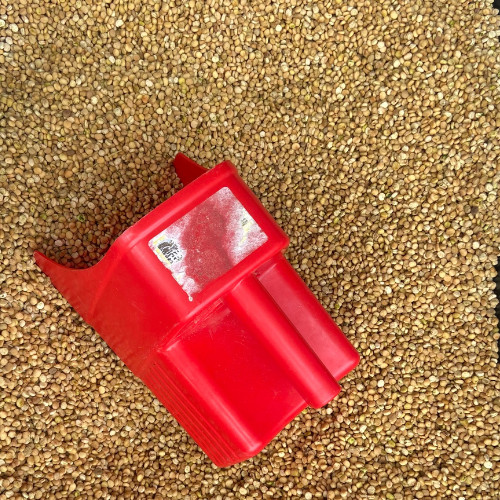 5 LB American Ginseng Seed Grow your own Wild Ginseng. Wild Ginseng Seed