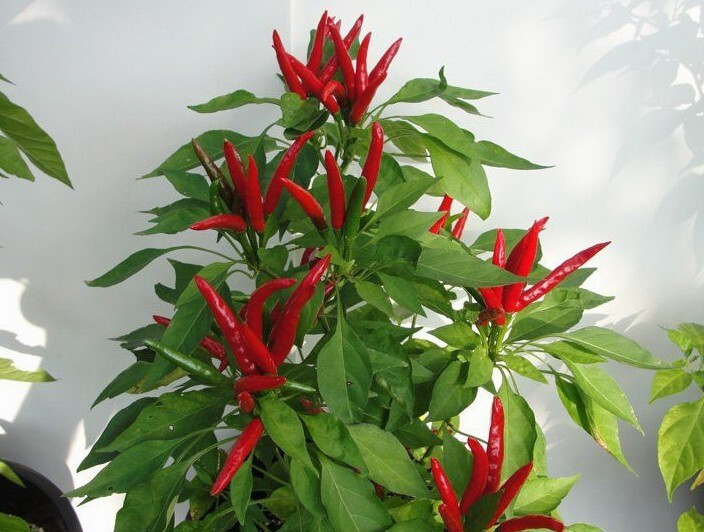 25 (Twenty Five) seeds of  JAPANESE HONTAKA or JAPONES or SANTAKA Chile Pepper