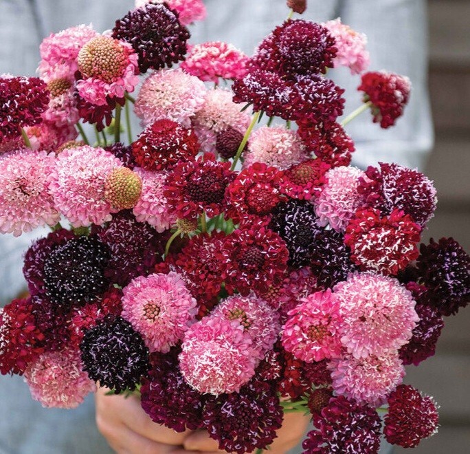 100+ Scabiosa Berry Mix seeds