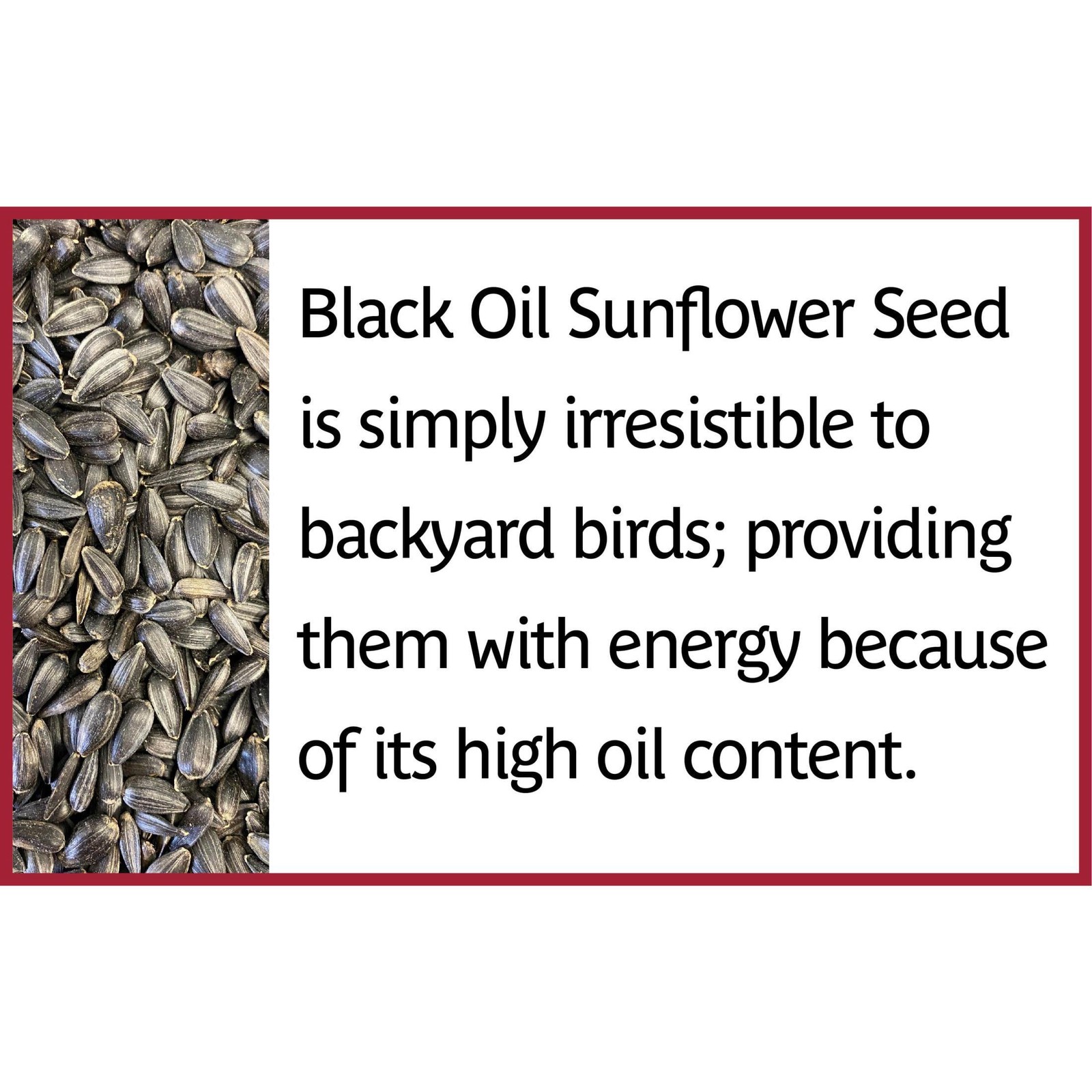 Pennington Select Black Oil Sunflower Seed Wild Bird Dry Feed, 10 lb. New Bag
