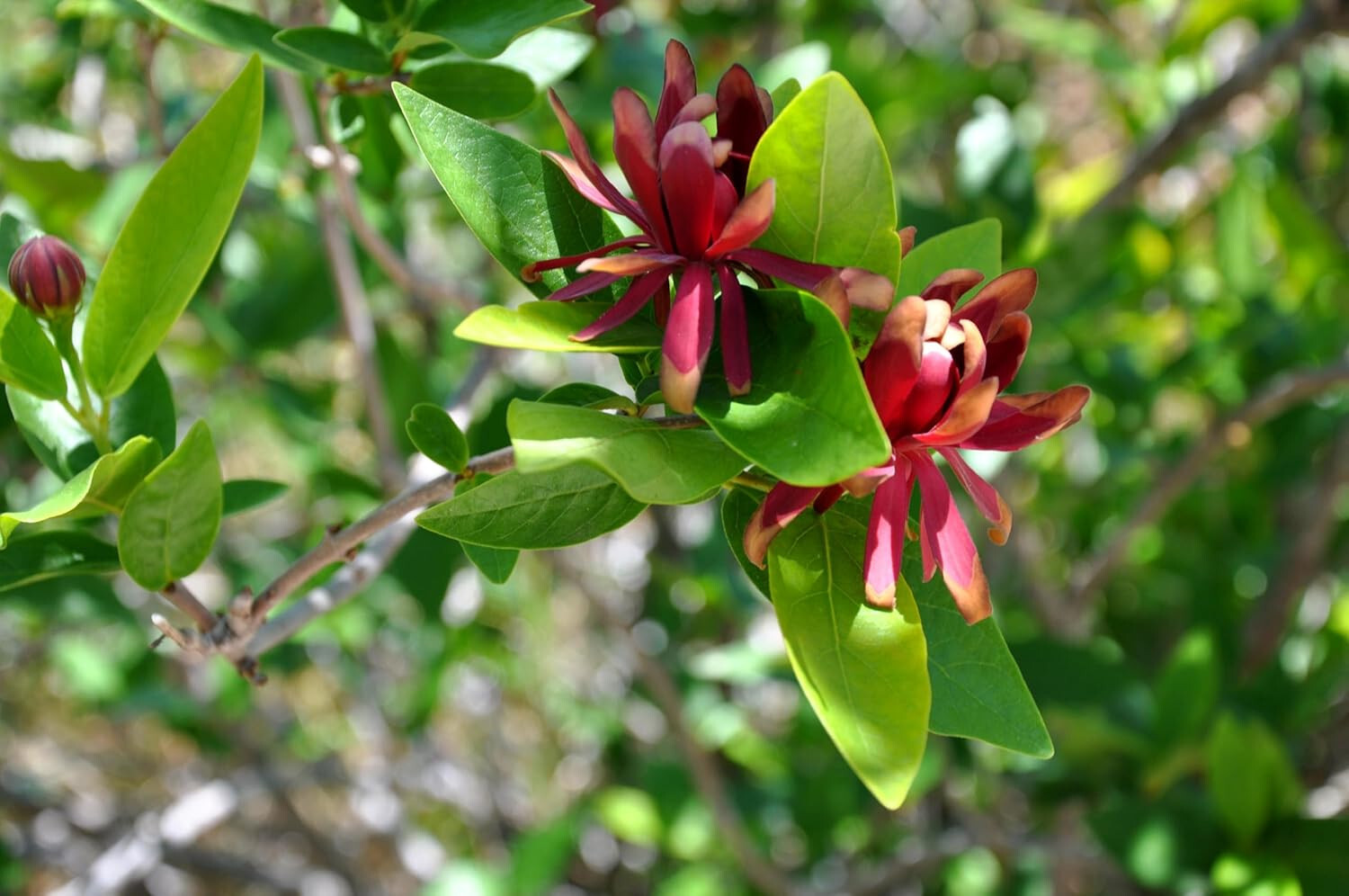 Carolina Allspice 10 Seeds Calycanthus floridus Eastern Sweet Shrub Sweet Shrub