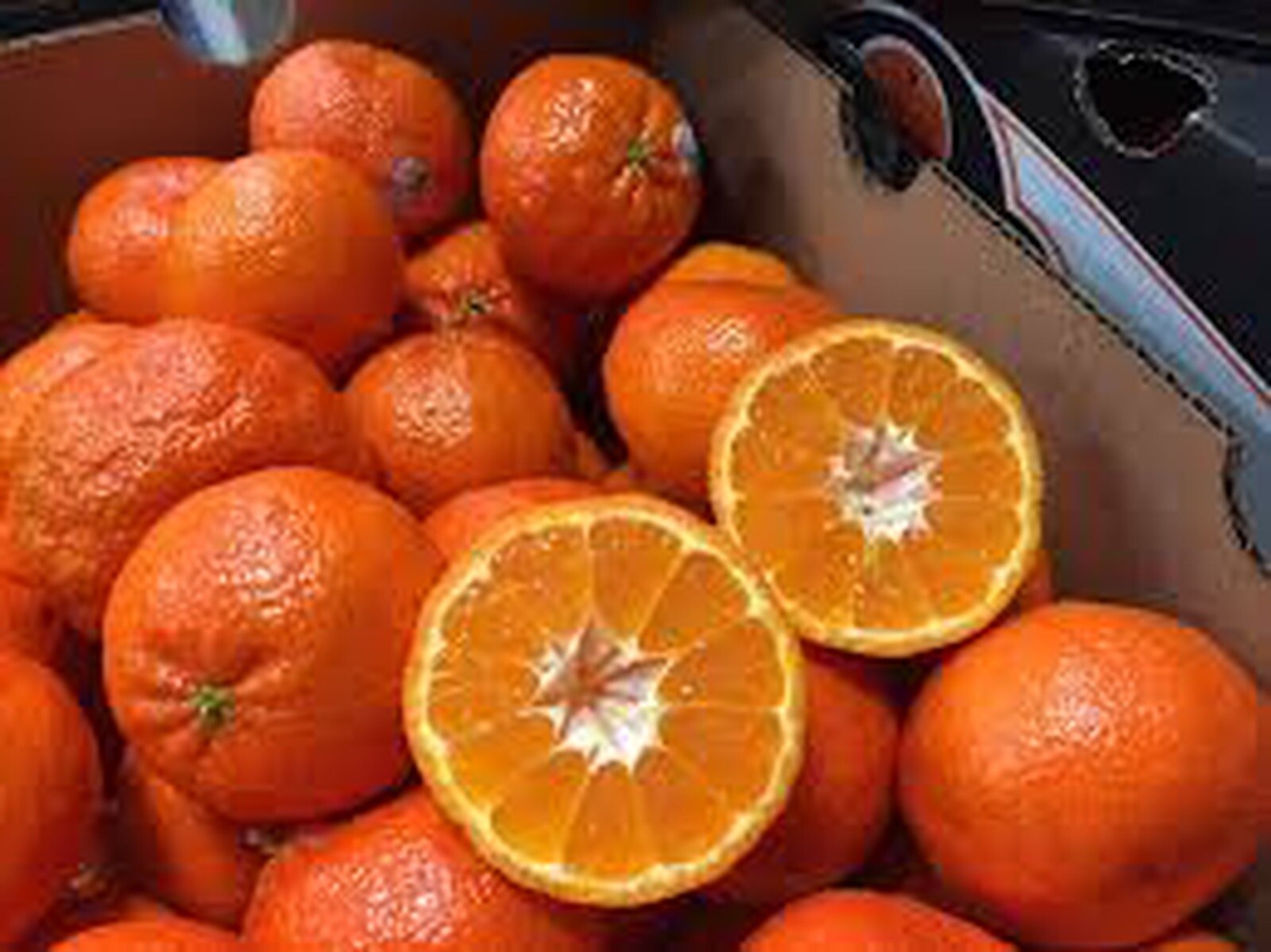 California only!! Shasta Gold Mandarin Tree 2-3 feet tall, grafted