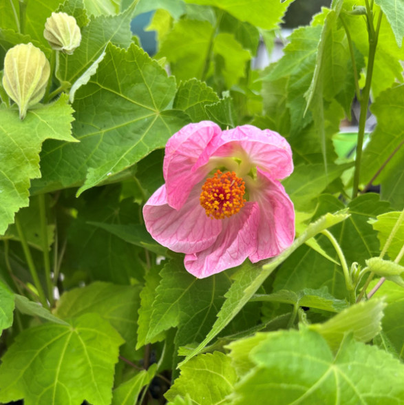 Abutilon Pink Live Plant – 4-6″ Tall – Tropical Flowering Houseplant for Garden
