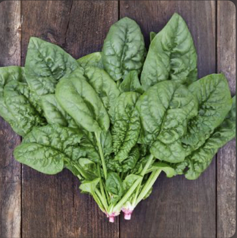 BLOOMSDALE SPINACH – ORGANIC – 100 SEEDS