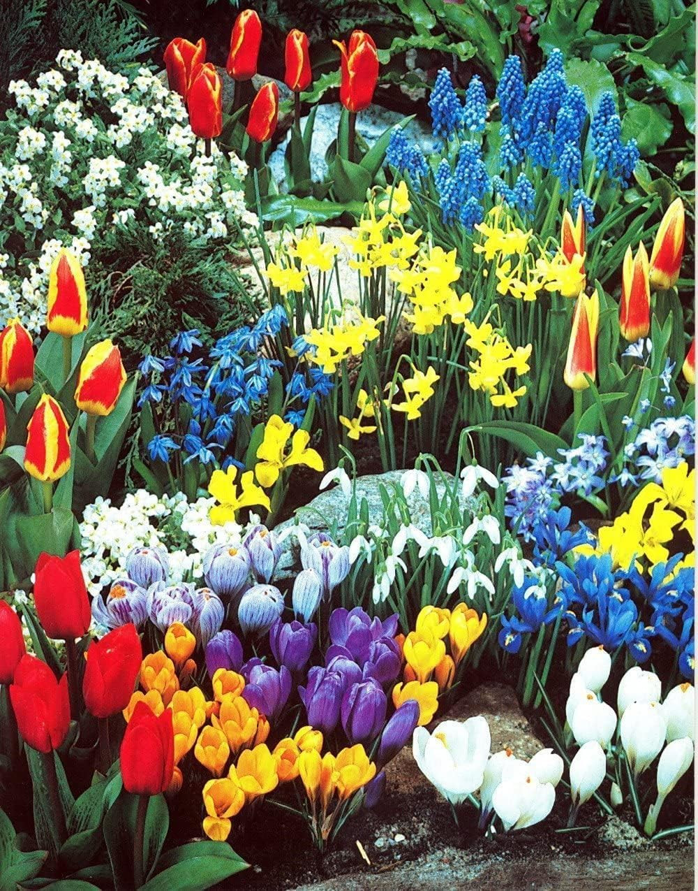 Spring Garden Bliss: 50 Bulbs for 50 Days of Blooms