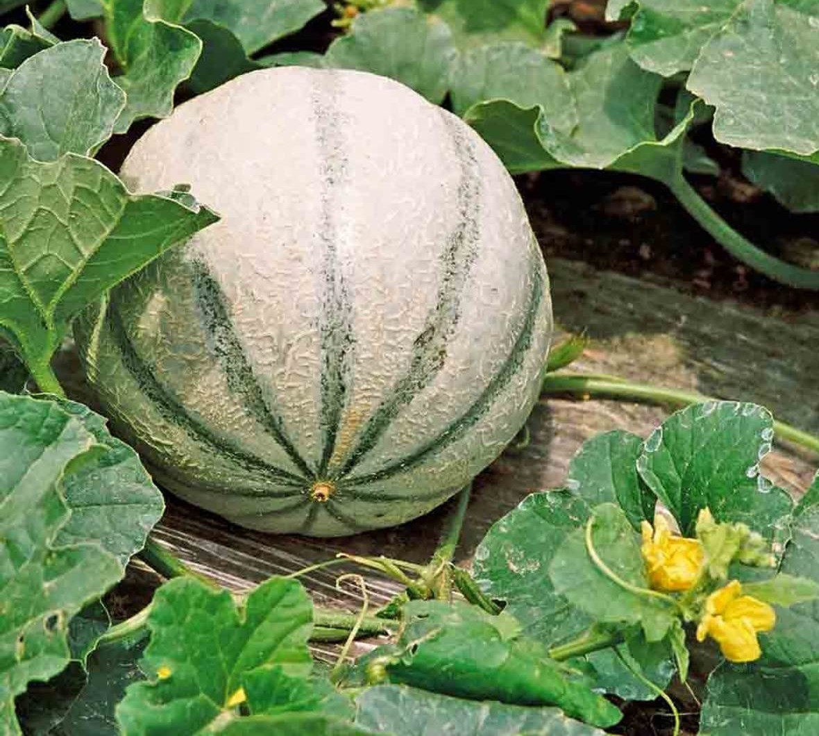 25 Premium Hearts of Gold | NON-GMO | Cantaloupe Seeds-B 36