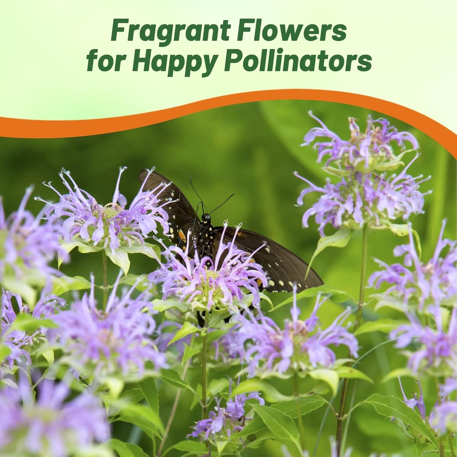 2000 Seeds Pink Monarda Seed For Planting – Fistulosa Bergamot Bee Balm