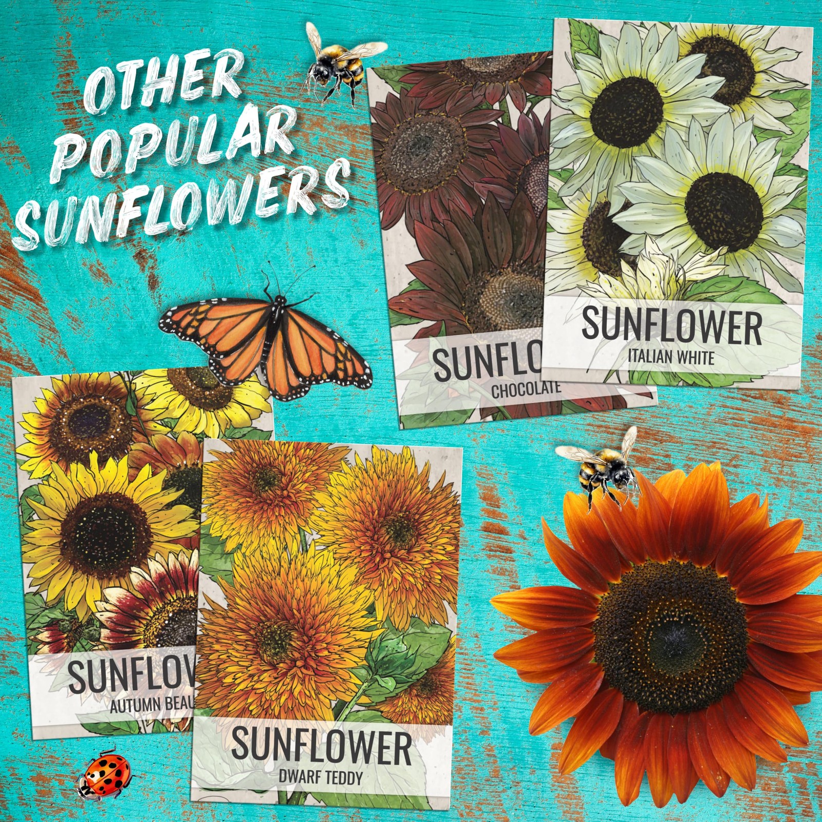 Cherry Rose Sunflower Seeds BiColor Hybrid Flowers for Butterfly Gardens