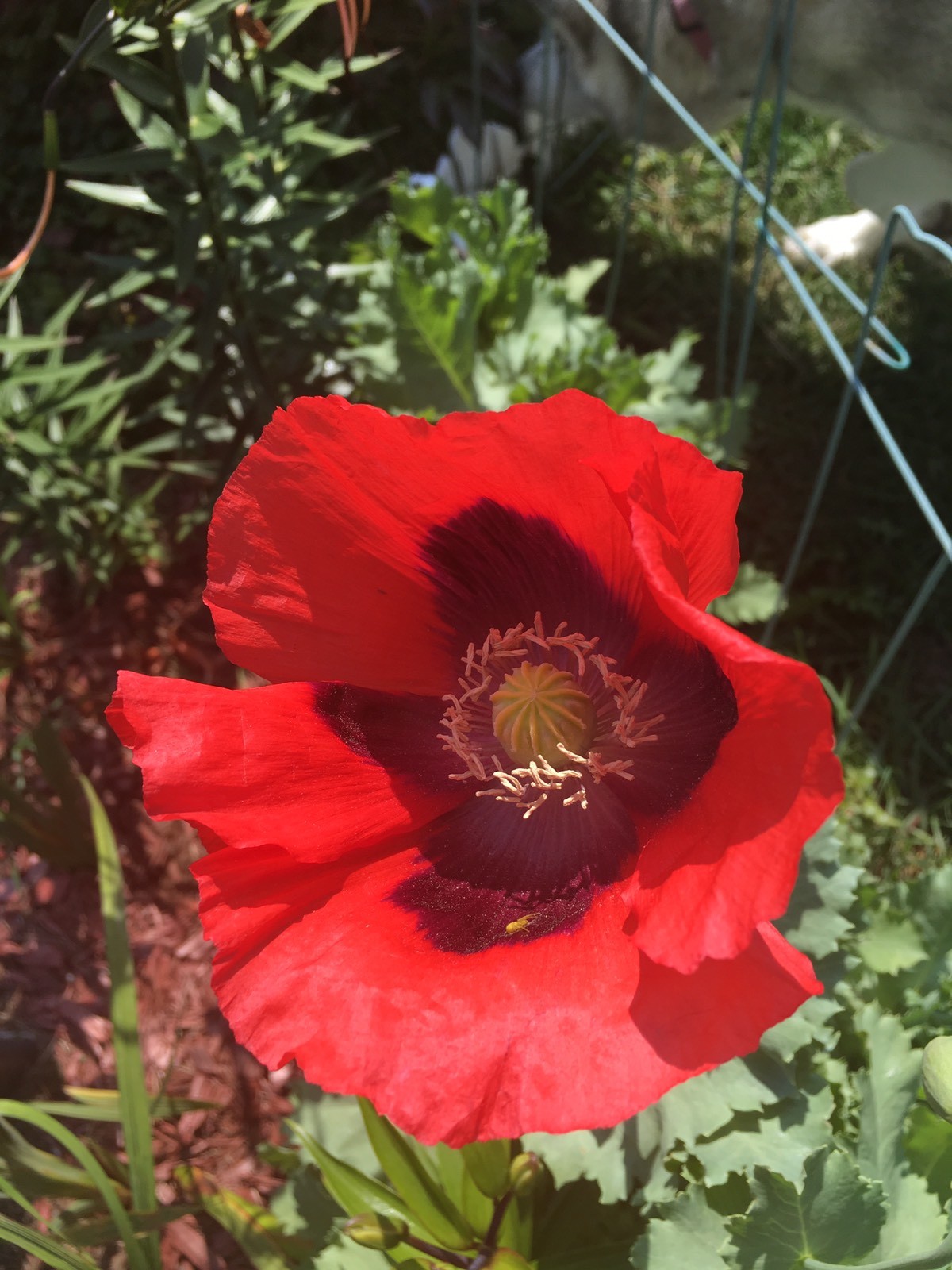 RED ORIENTAL POPPY SEEDS packed 100