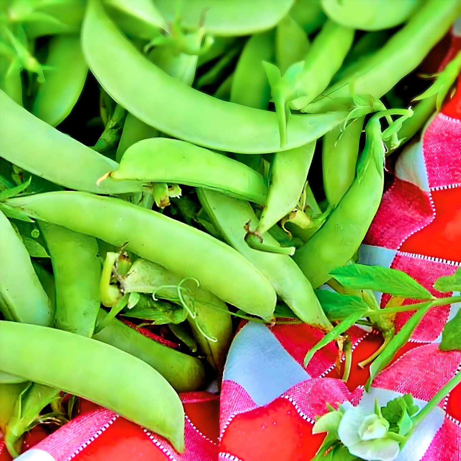 Amish Snap, Peas ABS