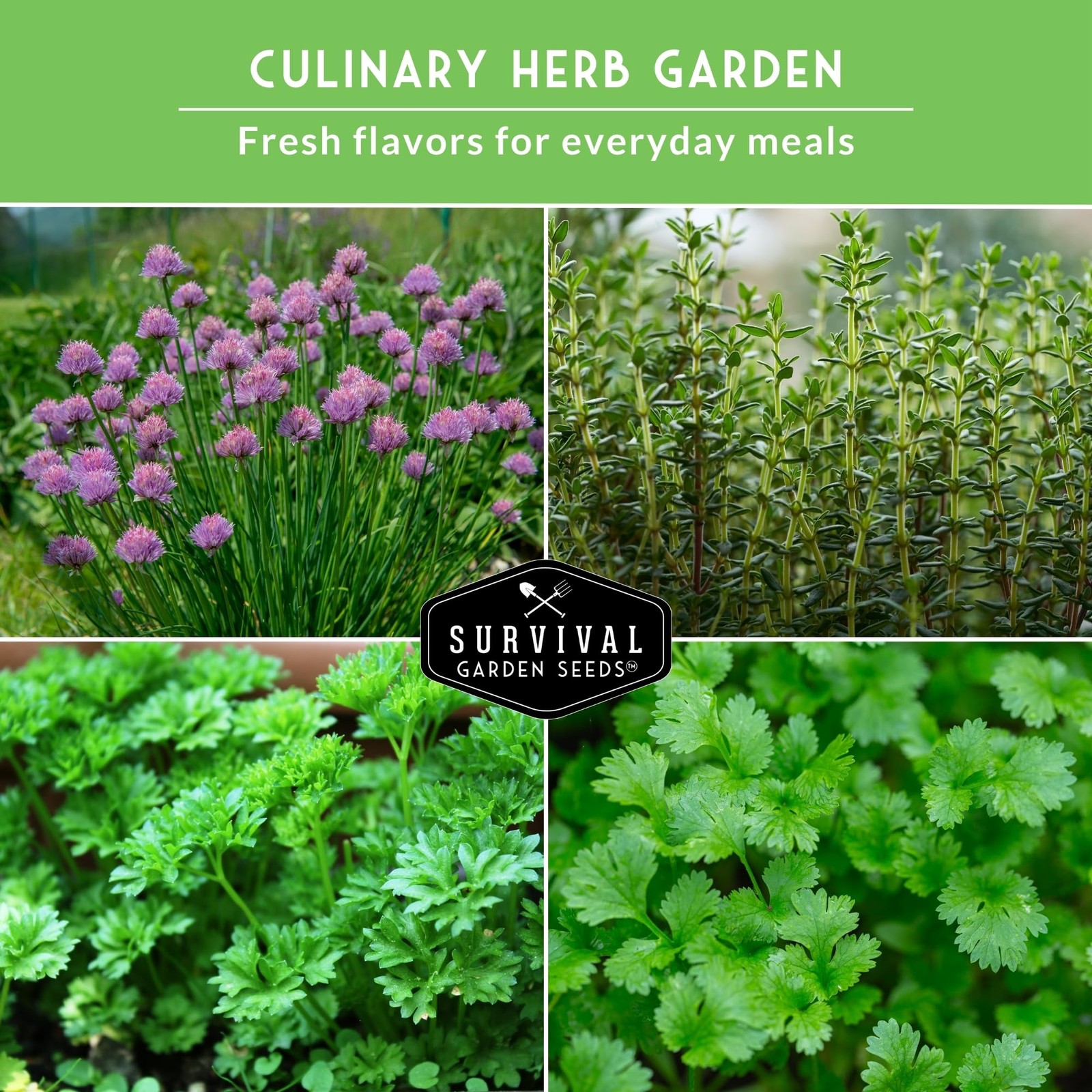 Kitchen Herb Seeds Variety Pack – 5 Heirloom Non-GMO: Basil, Cilantro, Chives