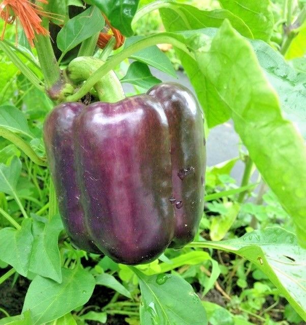 100+PURPLE Beauty Sweet BELL PEPPER Seed Organic Vegetable Garden Container Easy