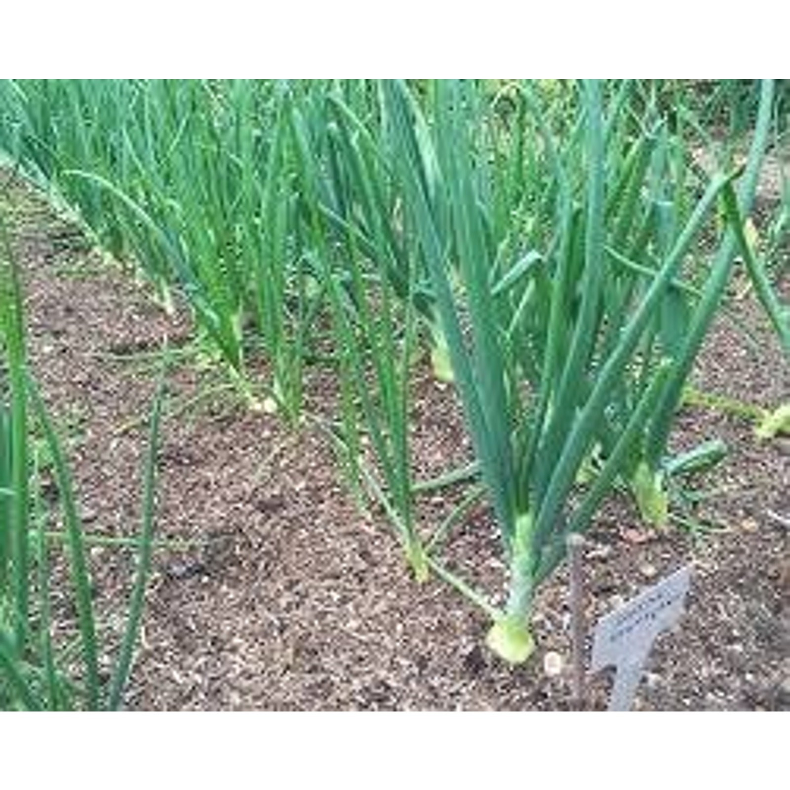 Yellow Stuttgarter Onion Set Bulbs Organic Non GMO Garden Vegetable – 1 lb