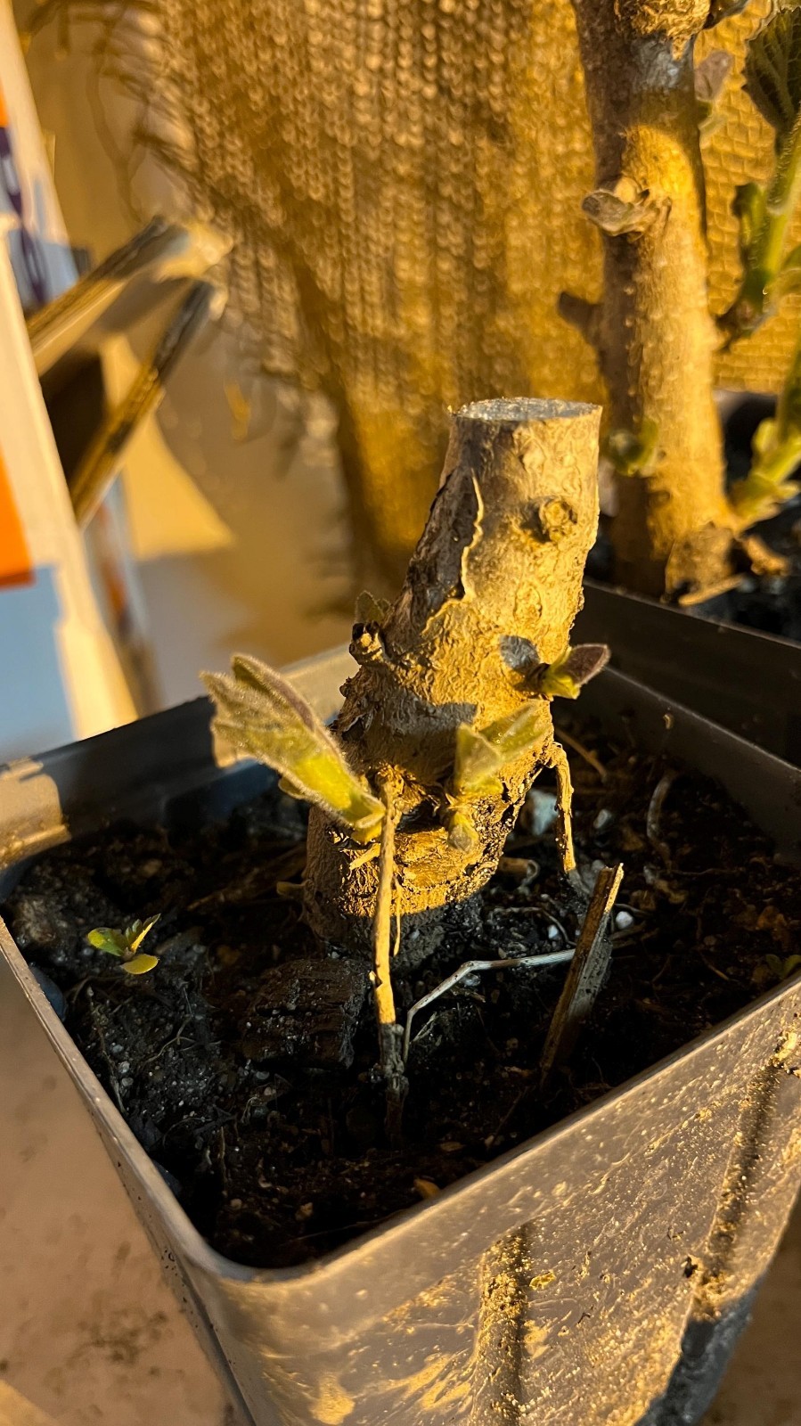 Potted 2-3 y.o. Stubby ROOT of Royal Paulownia Tomentosa plant, Fastest growing