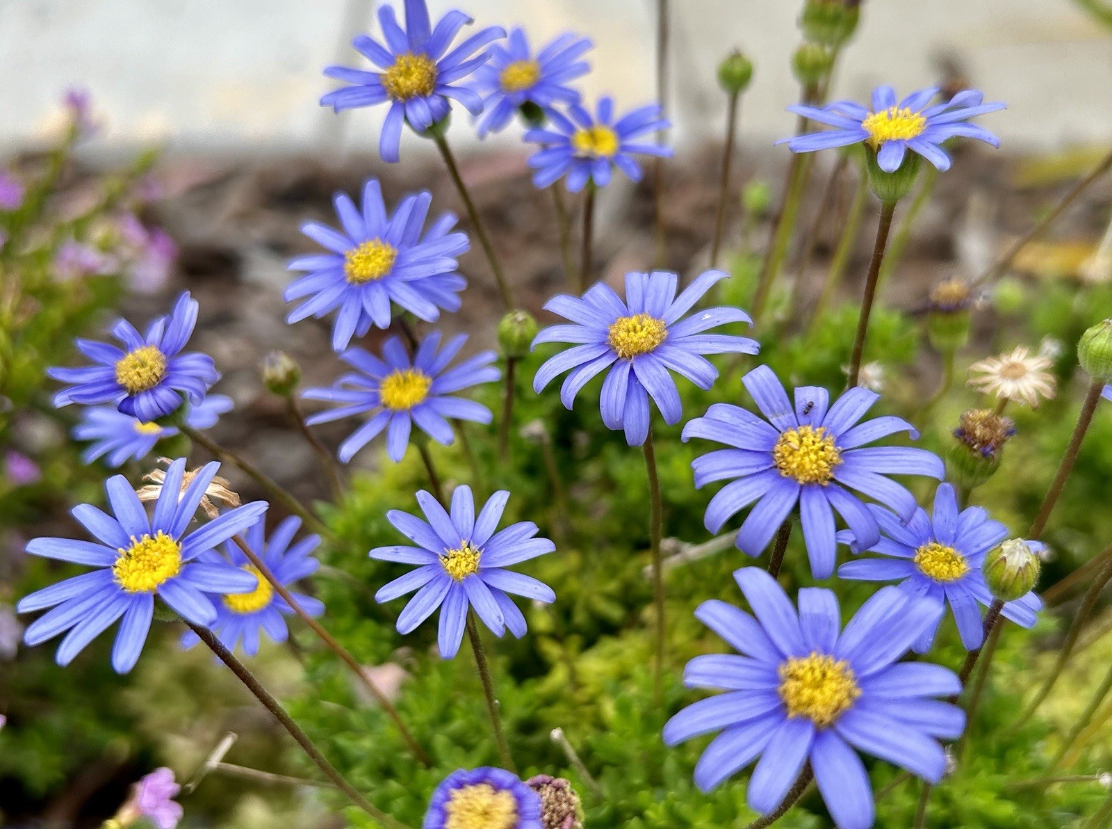 Blue Daisy, Felicia Amelloides – 50 Seeds 2025 – USA