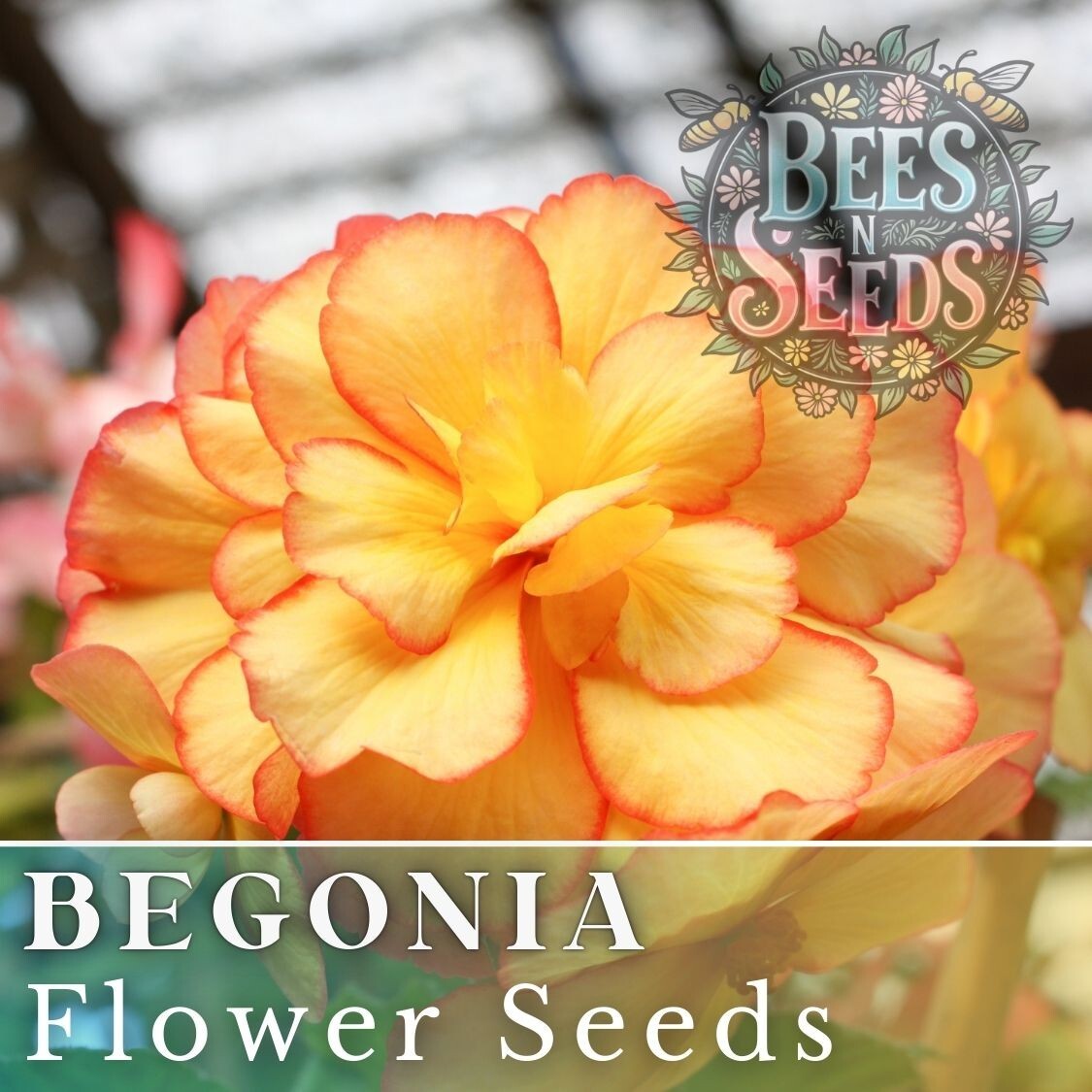 Radiant Opal Begonia Seeds 45 or 125 Seeds Flower, Flower Seeds, Non GMO