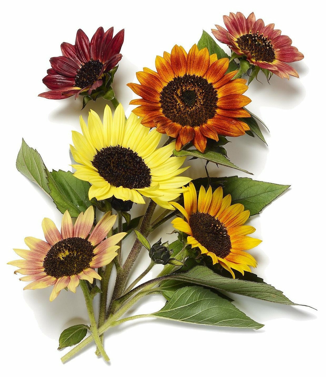 Evening Sun Sunflower – Helianthus annuus