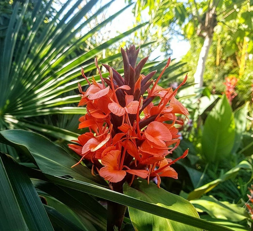 Hedychium Deceptum (Rubrum) 8 Seeds, Cold Hardy Red Ginger Lily